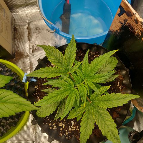 Gorilla cookies auto - seed stocker #1 growlog timeline photo
