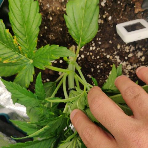 Gorilla cookies auto - seed stocker #2 growlog timeline photo