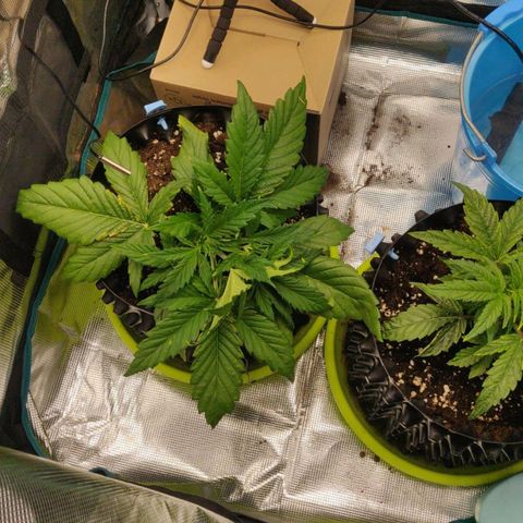 Gorilla cookies auto - seed stocker #2 growlog timeline photo