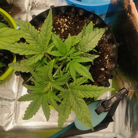 Gorilla cookies auto - seed stocker #1 growlog photo: Further lst of main branch
