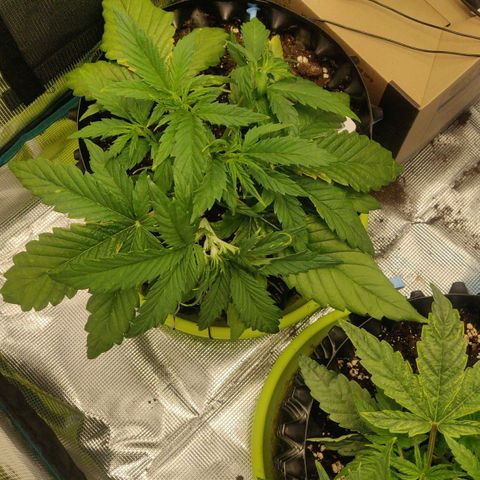 Gorilla cookies auto - seed stocker #2 growlog photo: Further lst of main branch and tucking in of fan leaves