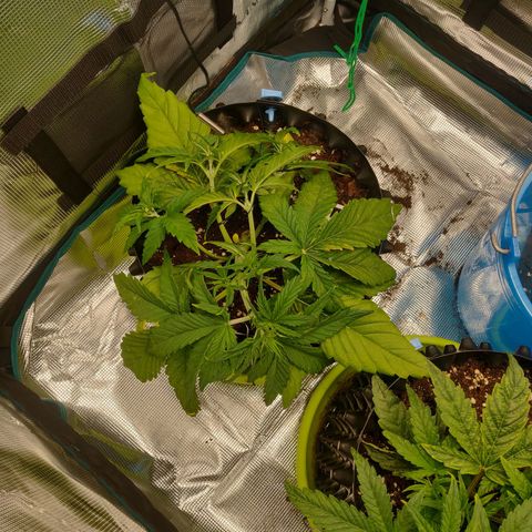 Gorilla cookies auto - seed stocker #2 growlog timeline photo