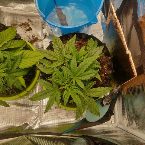 Gorilla cookies auto - seed stocker #1 growlog timeline photo