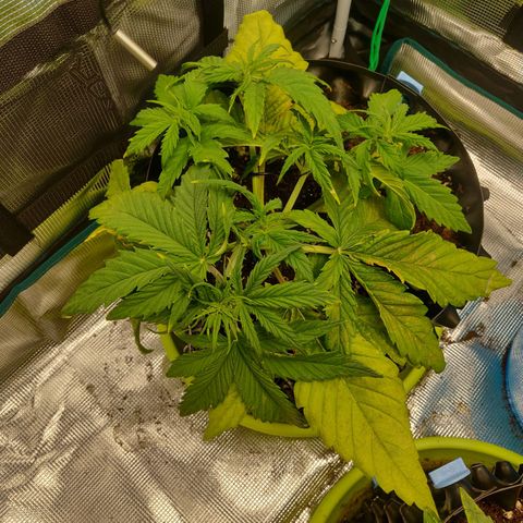 Gorilla cookies auto - seed stocker #2 growlog timeline photo