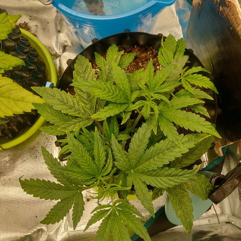 Gorilla cookies auto - seed stocker #1 growlog timeline photo