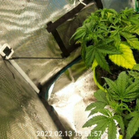 Gorilla cookies auto - seed stocker #2 growlog photo: Yellowing of lower leaves. What I think is nitrogen deficiency. Could that be issue with yellow tips and not the light?