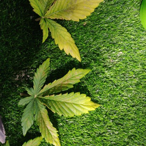 Gorilla cookies auto - seed stocker #2 growlog timeline photo