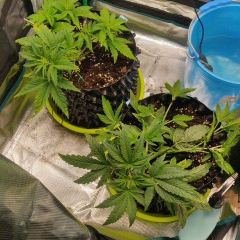 Gorilla cookies auto - seed stocker #2 growlog timeline photo