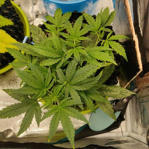 Gorilla cookies auto - seed stocker #1 growlog timeline photo
