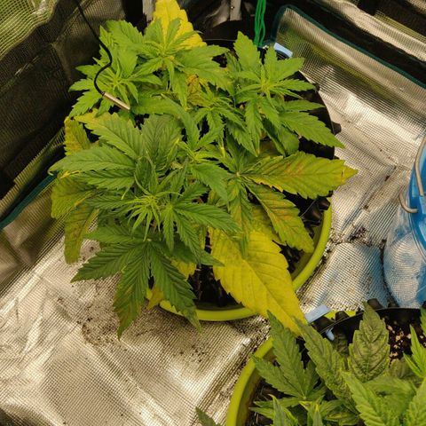 Gorilla cookies auto - seed stocker #2 growlog timeline photo