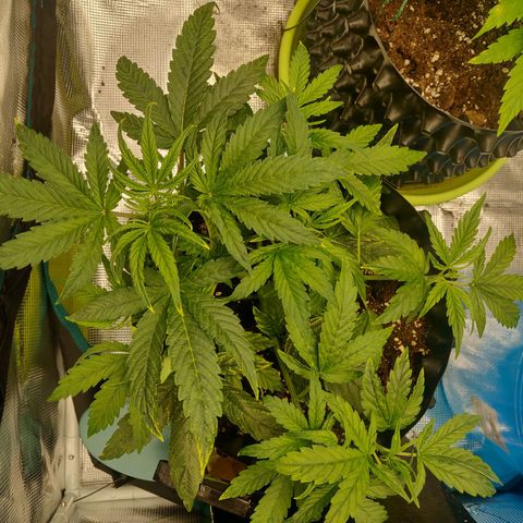 Gorilla cookies auto - seed stocker #1 growlog timeline photo