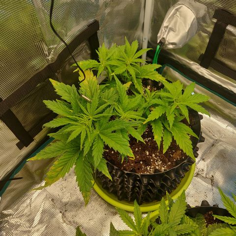 Gorilla cookies auto - seed stocker #2 growlog timeline photo