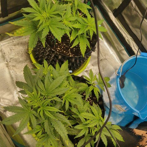 Gorilla cookies auto - seed stocker #2 growlog timeline photo