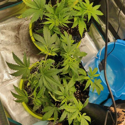 Gorilla cookies auto - seed stocker #1 growlog timeline photo