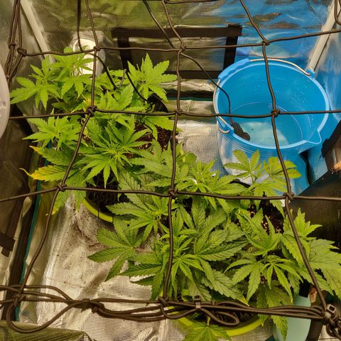 Gorilla cookies auto - seed stocker #2 growlog timeline photo