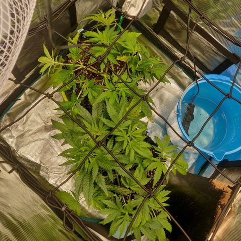 Gorilla cookies auto - seed stocker #2 growlog timeline photo