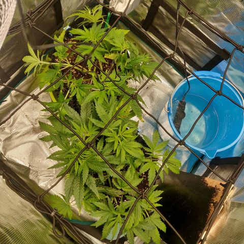 Gorilla cookies auto - seed stocker #2 growlog timeline photo