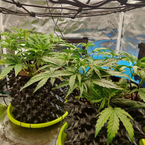 Gorilla cookies auto - seed stocker #2 growlog timeline photo