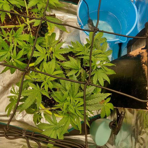 Gorilla cookies auto - seed stocker #2 growlog timeline photo