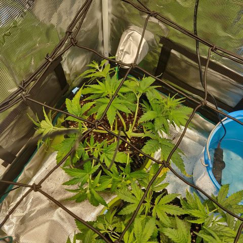 Gorilla cookies auto - seed stocker #2 growlog timeline photo