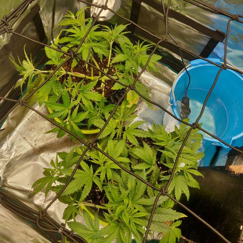Gorilla cookies auto - seed stocker #2 growlog timeline photo