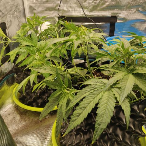 Gorilla cookies auto - seed stocker #2 growlog timeline photo