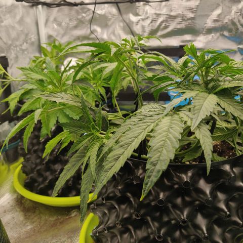 Gorilla cookies auto - seed stocker #2 growlog timeline photo
