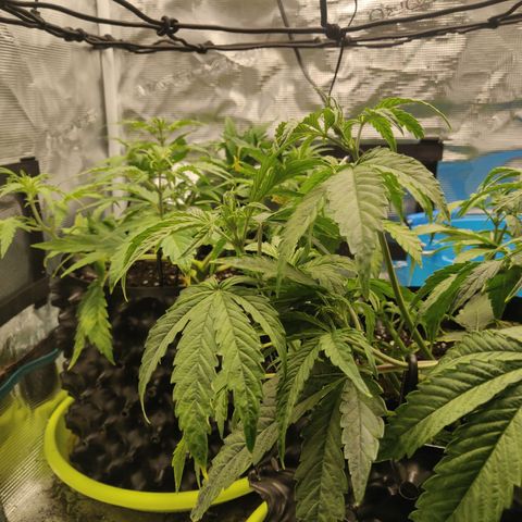 Gorilla cookies auto - seed stocker #2 growlog timeline photo