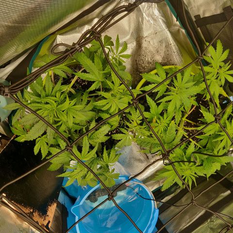 Gorilla cookies auto - seed stocker #2 growlog timeline photo