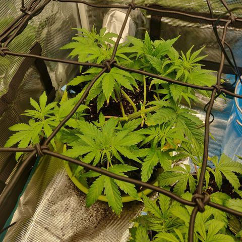 Gorilla cookies auto - seed stocker #2 growlog timeline photo