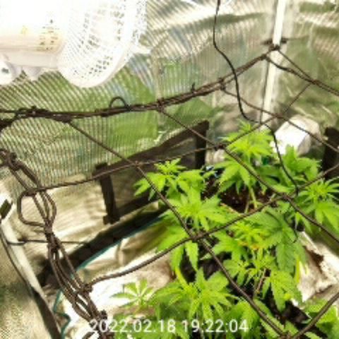 Gorilla cookies auto - seed stocker #2 growlog timeline photo