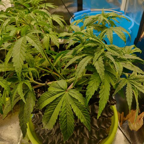 Gorilla cookies auto - seed stocker #2 growlog timeline photo
