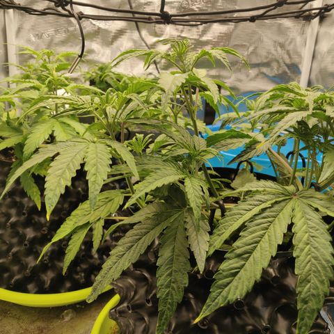 Gorilla cookies auto - seed stocker #2 growlog timeline photo