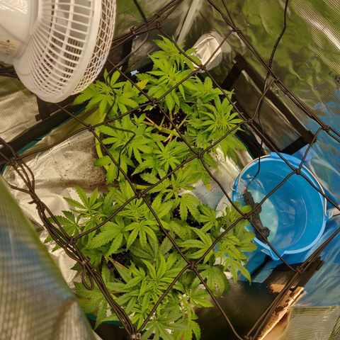 Gorilla cookies auto - seed stocker #2 growlog timeline photo