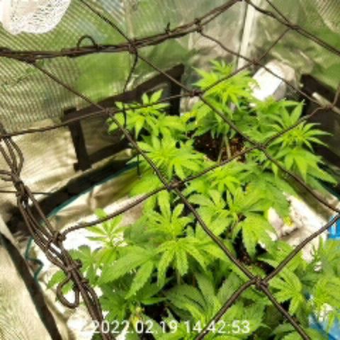 Gorilla cookies auto - seed stocker #2 growlog timeline photo
