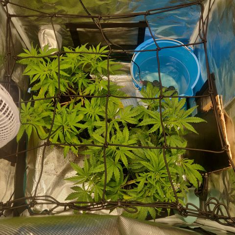 Gorilla cookies auto - seed stocker #2 growlog timeline photo