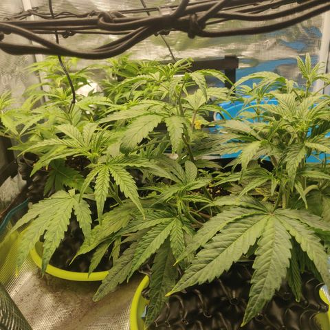 Gorilla cookies auto - seed stocker #2 growlog timeline photo
