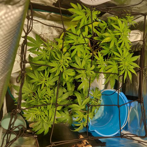 Gorilla cookies auto - seed stocker #2 growlog timeline photo