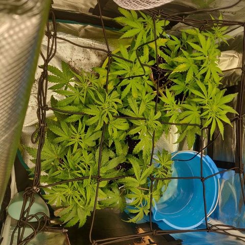 Gorilla cookies auto - seed stocker #2 growlog timeline photo