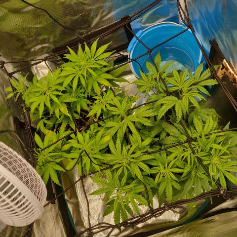 Gorilla cookies auto - seed stocker #2 growlog timeline photo