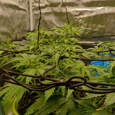 Gorilla cookies auto - seed stocker #2 growlog timeline photo