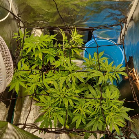 Gorilla cookies auto - seed stocker #2 growlog timeline photo