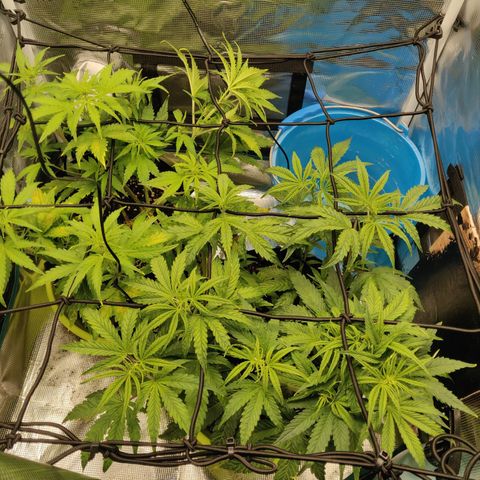 Gorilla cookies auto - seed stocker #2 growlog timeline photo