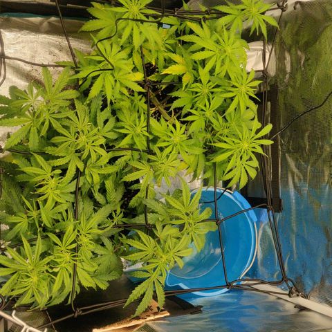 Gorilla cookies auto - seed stocker #2 growlog timeline photo