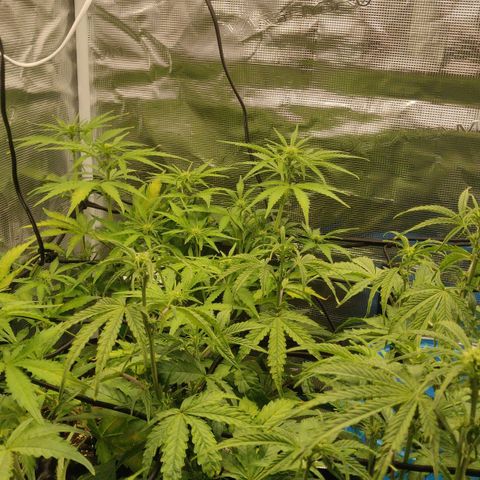 Gorilla cookies auto - seed stocker #2 growlog timeline photo