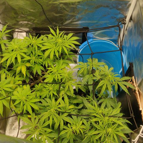 Gorilla cookies auto - seed stocker #2 growlog timeline photo