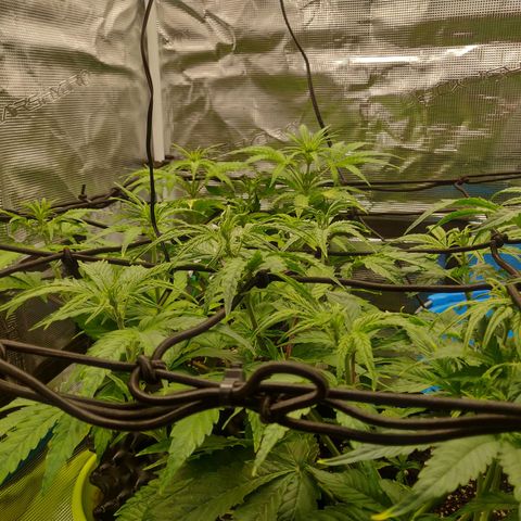 Gorilla cookies auto - seed stocker #2 growlog timeline photo