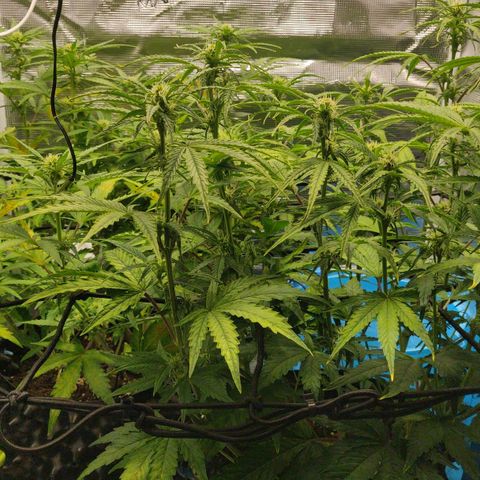 Gorilla cookies auto - seed stocker #2 growlog timeline photo