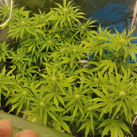 Gorilla cookies auto - seed stocker #2 growlog timeline photo