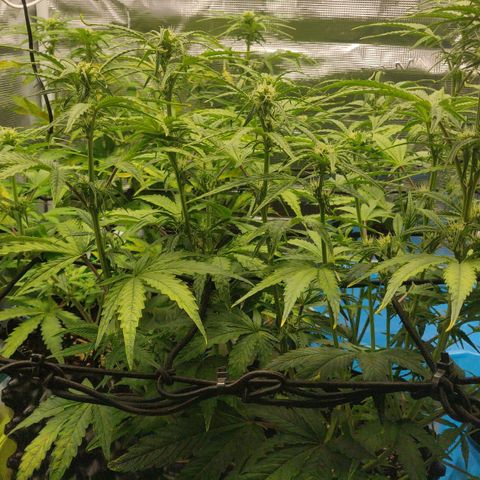 Gorilla cookies auto - seed stocker #2 growlog timeline photo